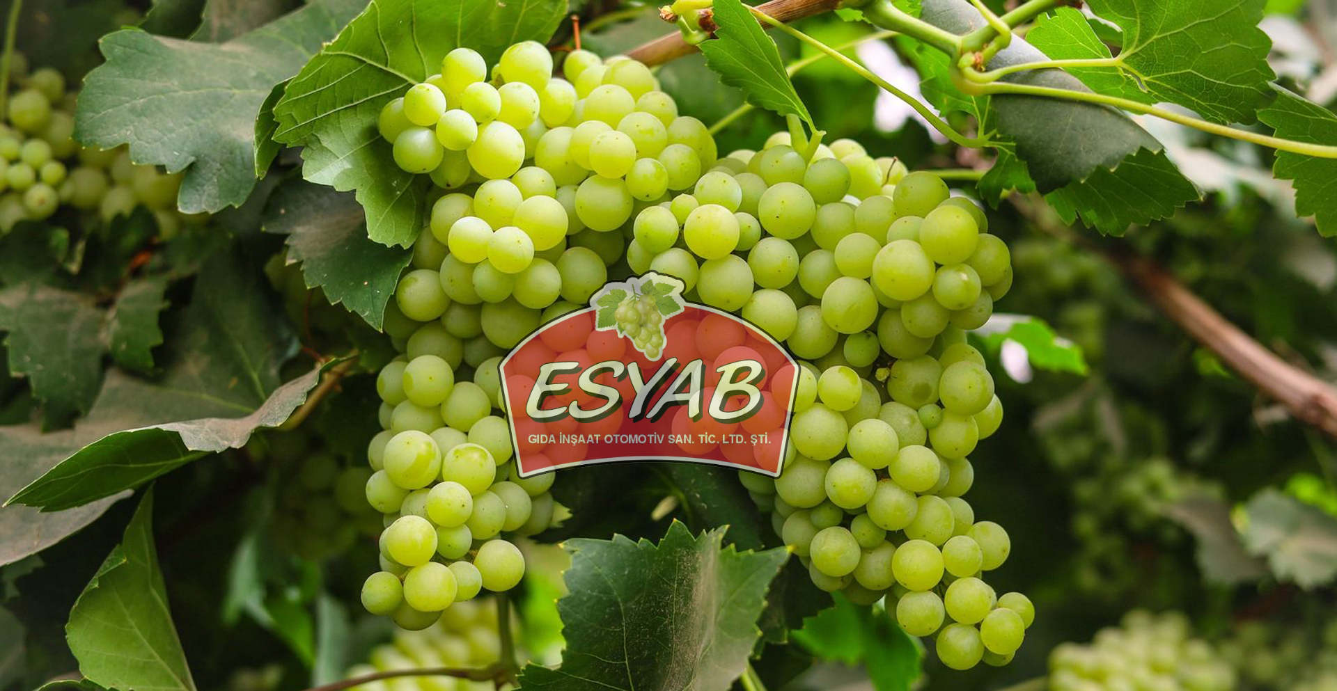 TURKİSH GRAPE